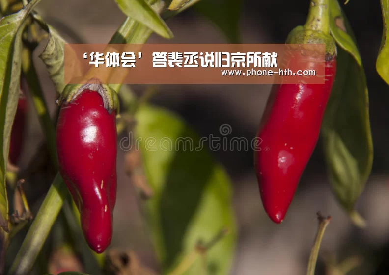 华体会app